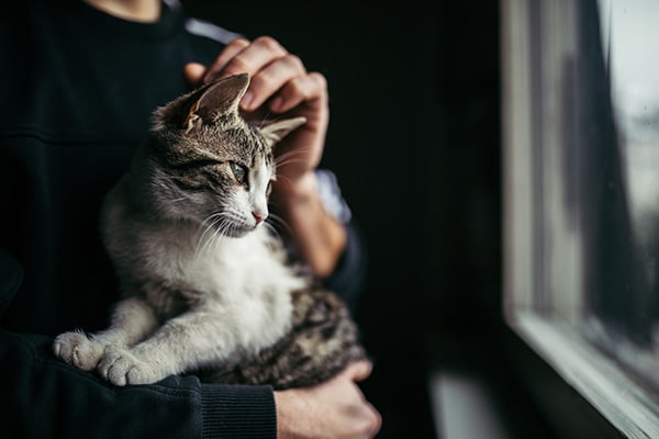 person holding a cat